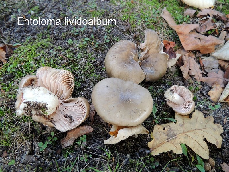 Entoloma lividoalbum-amf765.jpg - Entoloma lividoalbum ; Syn: Rhodophyllus lividoalbus ; Non français: Entolome blanc-livide